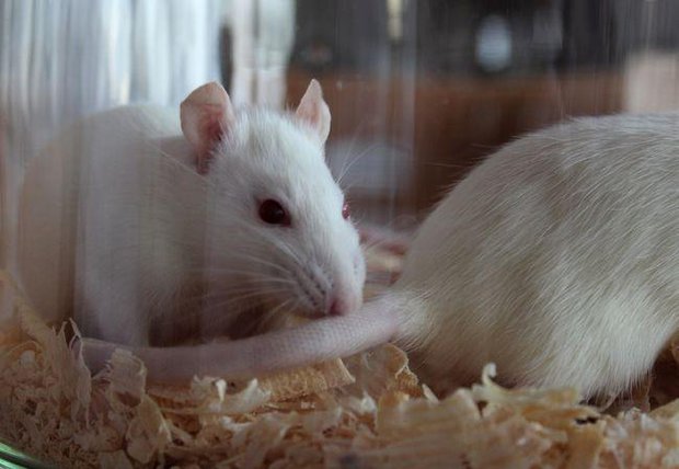 Две мыши в банке с опилками